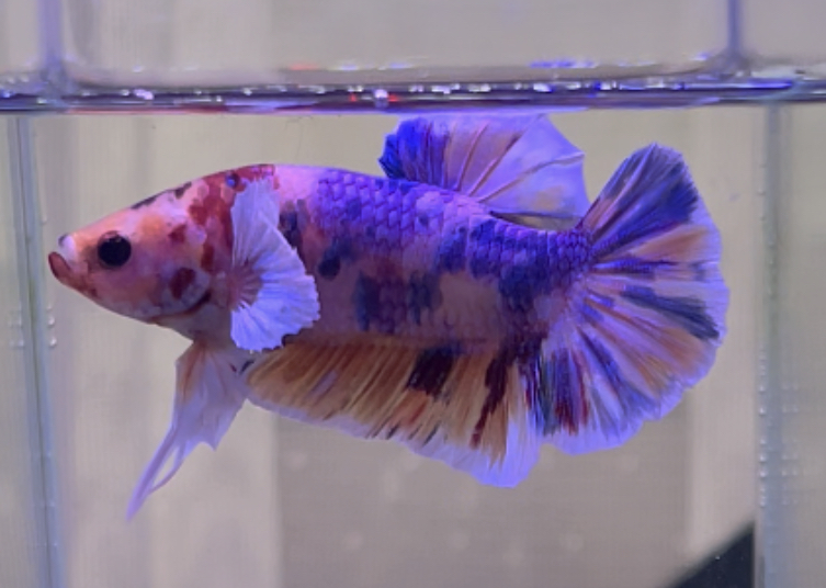 betta331