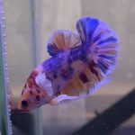 betta331