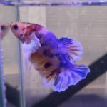 betta331