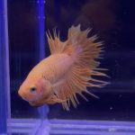 betta335