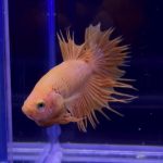 betta335