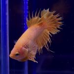 betta335