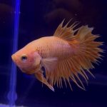 betta335