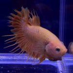 betta335