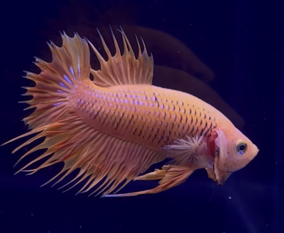 betta335