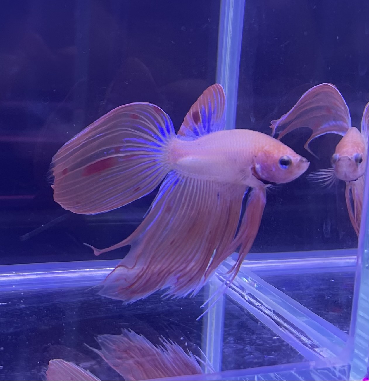 betta333