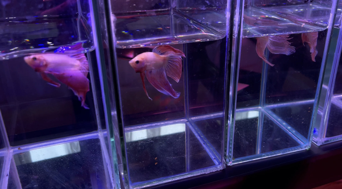 betta332