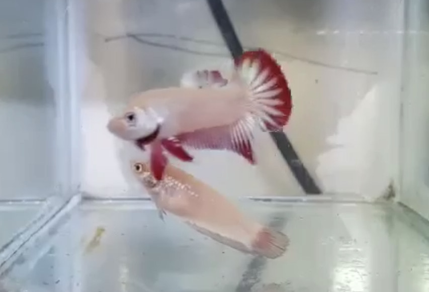 betta334