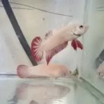 betta334