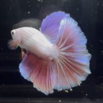 betta348