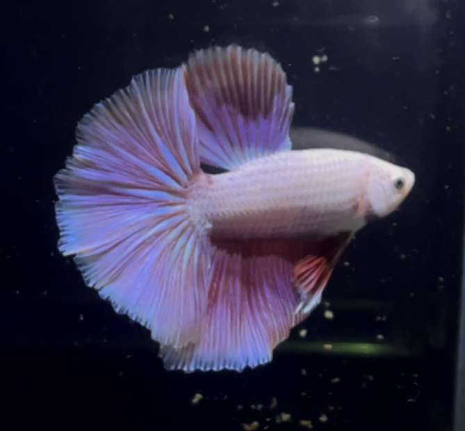 betta348