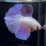 betta348