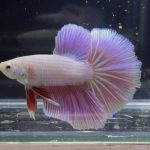 betta348