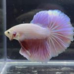 betta348