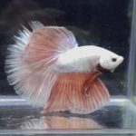 betta349