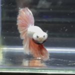 betta349
