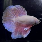 betta350