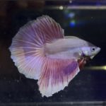 betta350