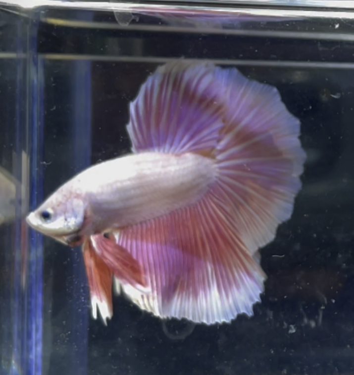 betta350