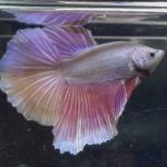 betta350