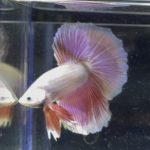 betta350