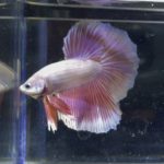 betta350