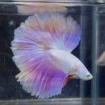 betta351
