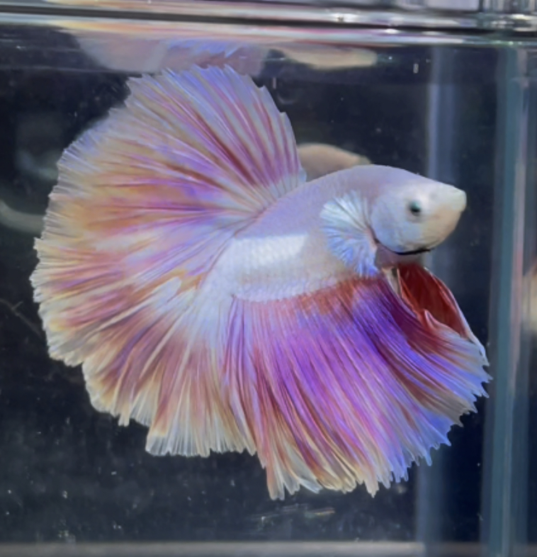 betta351