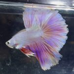 betta351