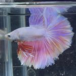 betta351