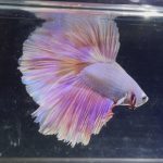 betta351