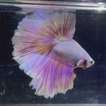 betta351