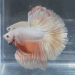 betta352