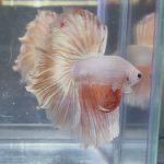 betta352
