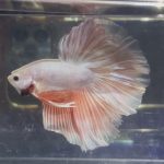 betta352