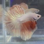 betta352