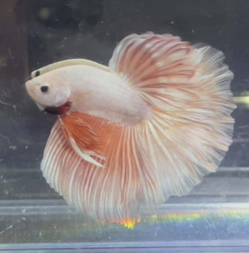 betta352