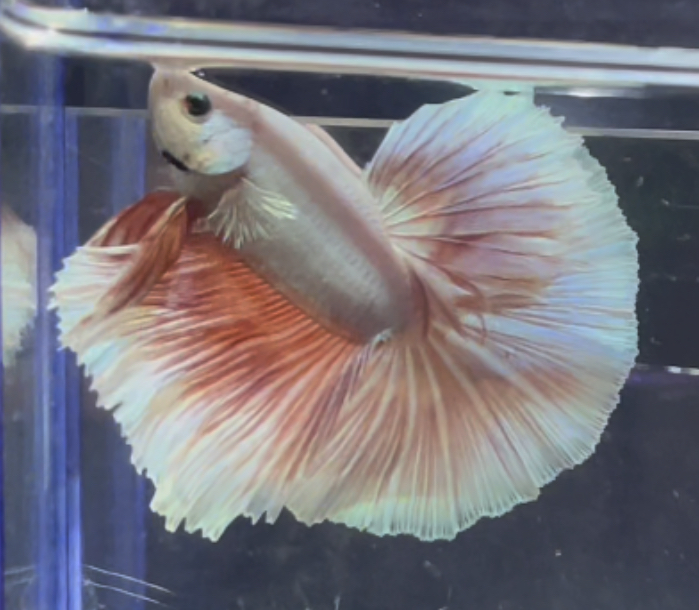 betta353