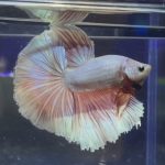 betta353