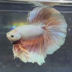 betta353