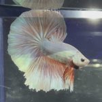 betta353