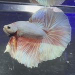 betta353