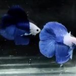 betta346