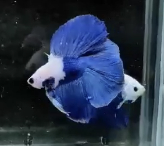 betta346