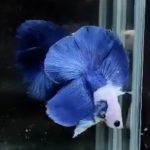 betta346