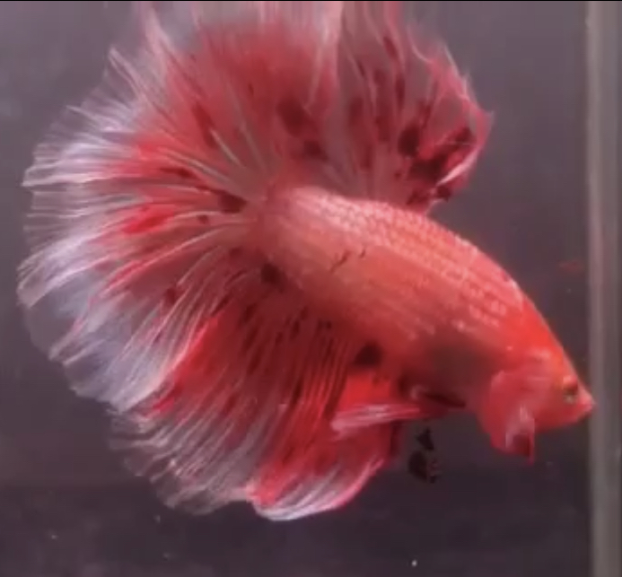 betta347