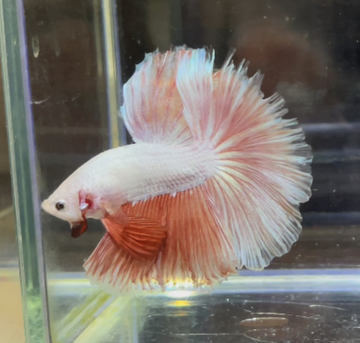 betta349