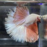 betta349