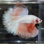 betta349
