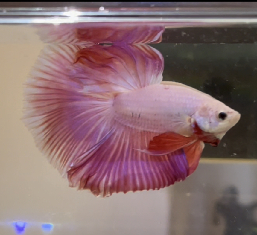 betta354